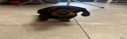 Miniature Dachshund dogs for sale: Gorgeous miniature Daschund.   - Advert 1