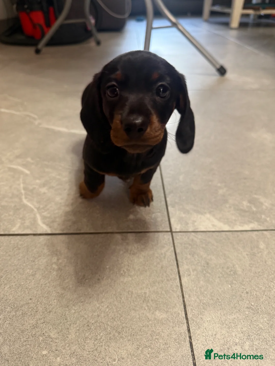 Miniature Dachshund dogs for sale: Gorgeous miniature Daschund.   - Advert 1