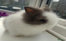 Lionhead rabbits for sale: Beautiful purebred double maned lion heads  - Image 1