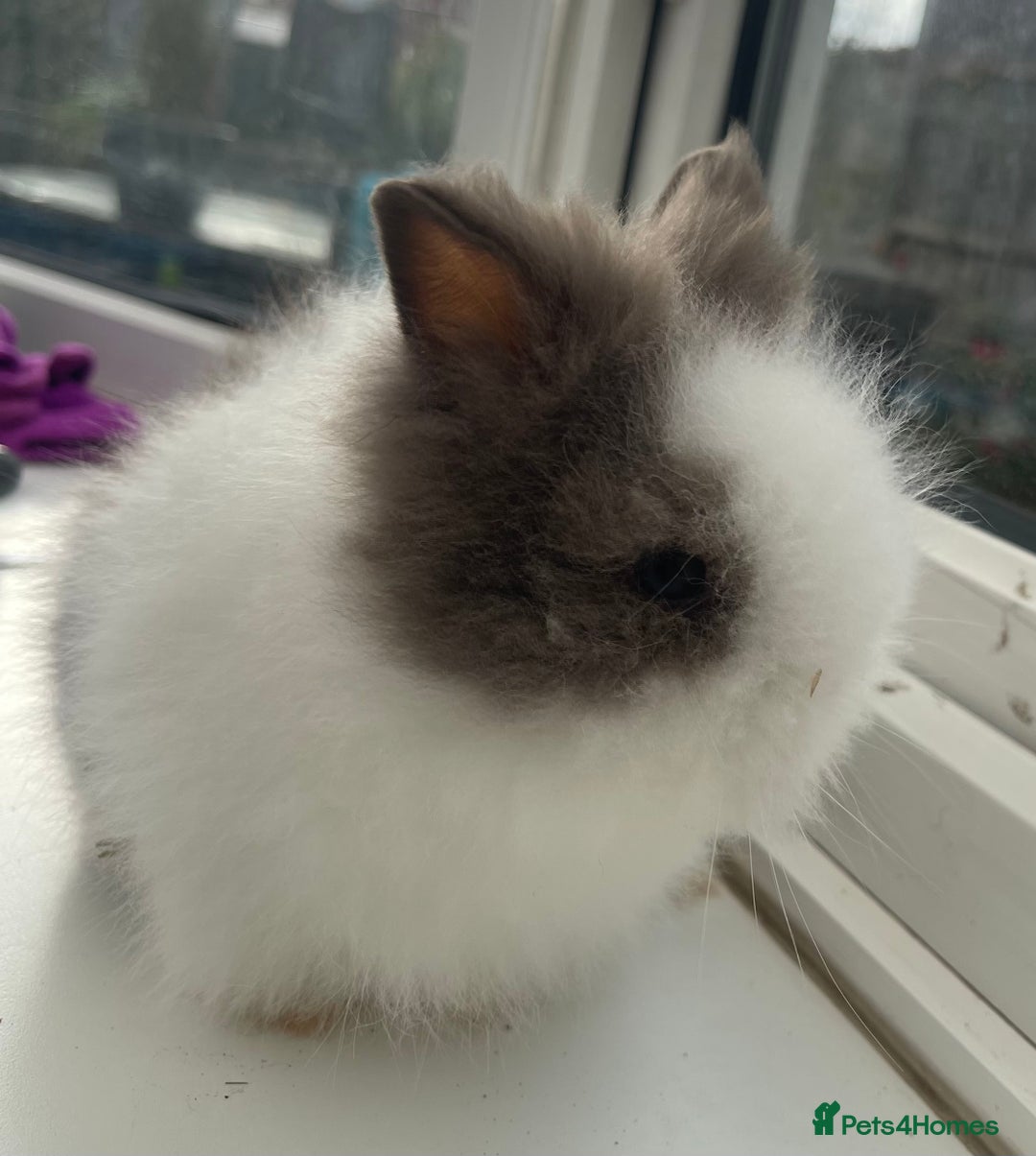 Lionhead rabbits for sale: Beautiful purebred double maned lion heads  - Image 1