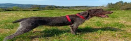 German Wirehaired Pointer dogs for adoption: Lucy, GWP Podenco cross, aged 3 - Advert 6