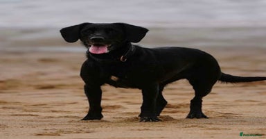 Springador dogs - Advert 6