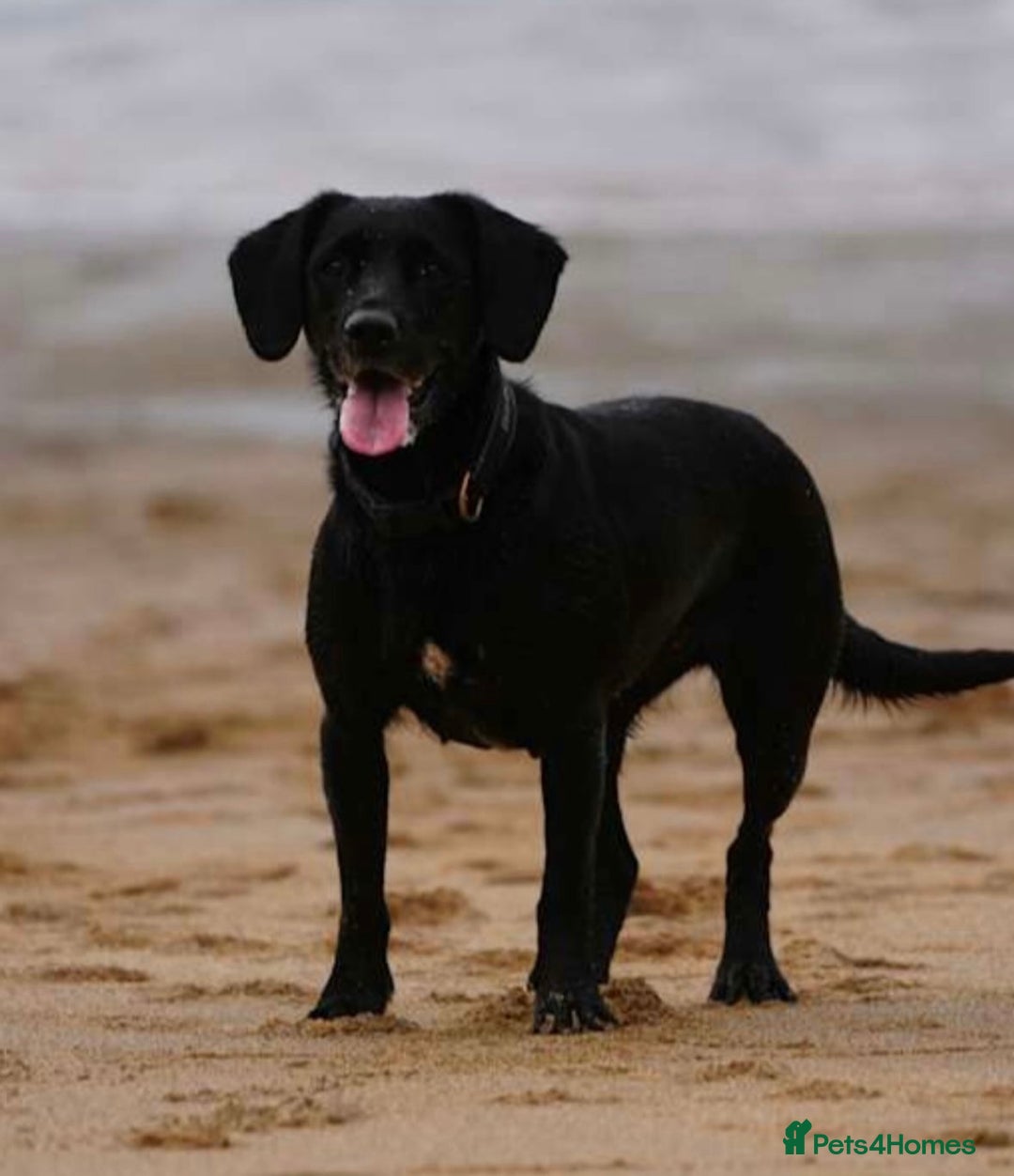 Springador dogs for sale: Springador/Labrador Puppies - Image 2