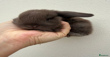 Mini Lop rabbits - Advert 2