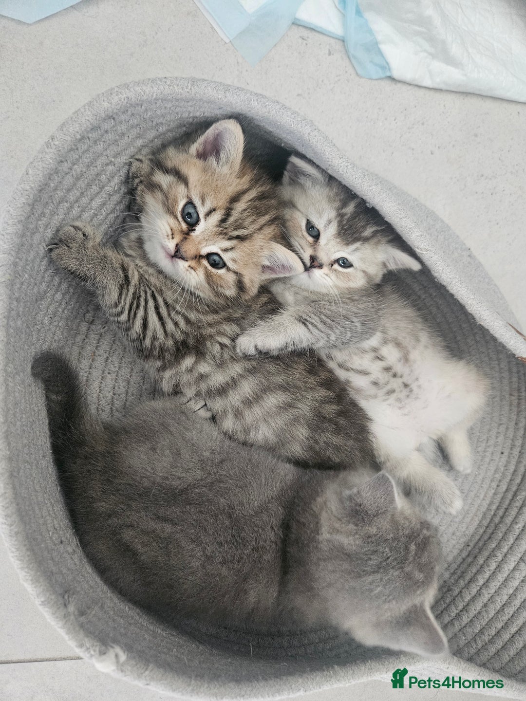 British Shorthair cats for sale: Rare GCCF Registered British Shorthair Kittens  - Image 14