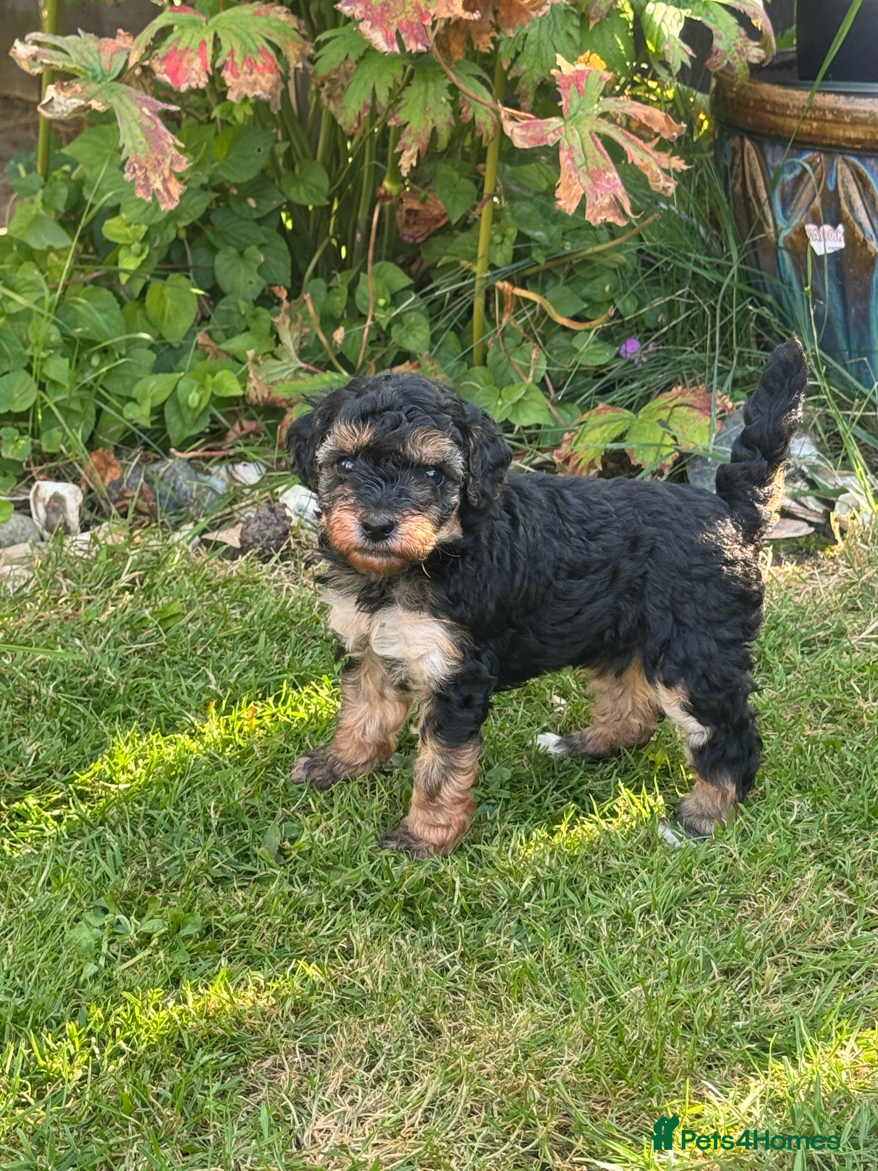 Mixed Breed dogs KC Registered Gorgeous Small Poodle Puppies  - Advert 2