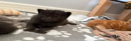 Maine Coon cats for sale: Gorgeous Maine Coon Kittens  - Advert 23
