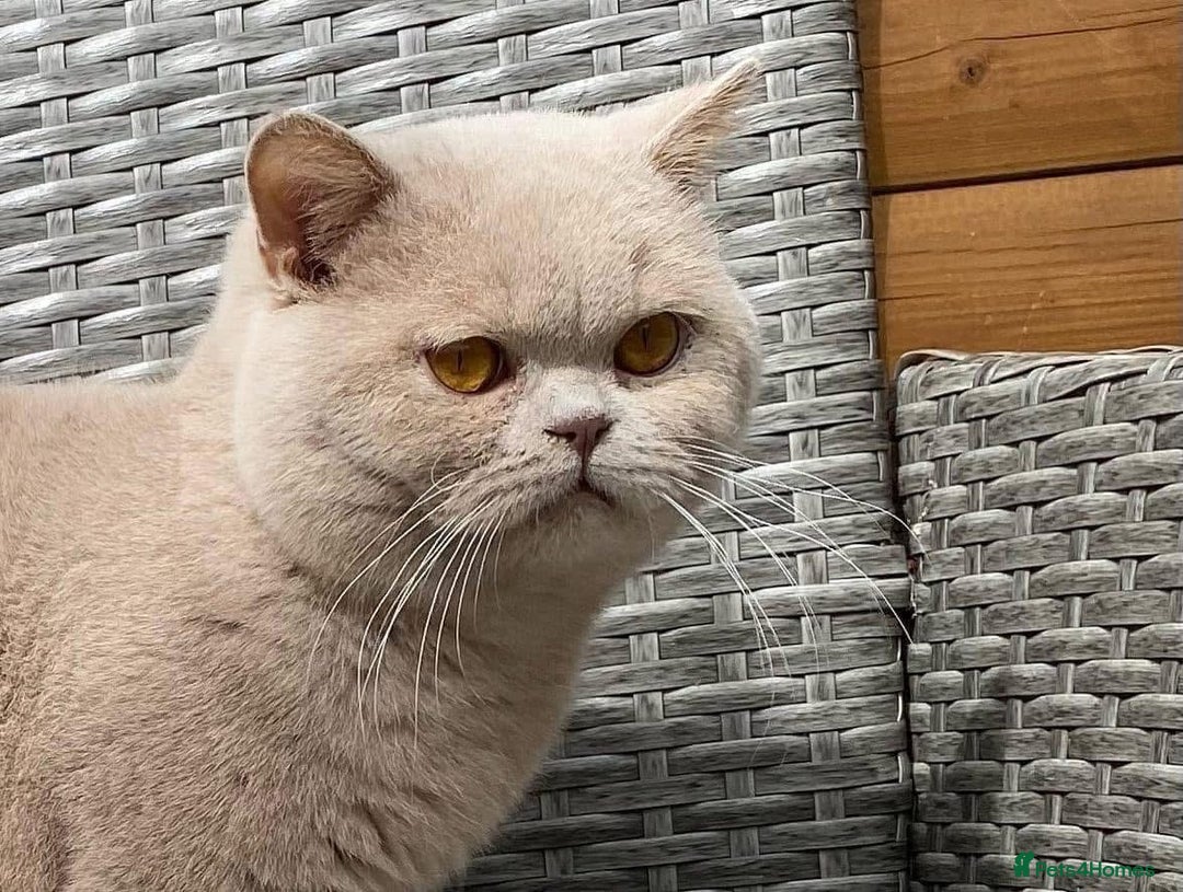 British Shorthair cats for stud: FAWN BRITISH SHORTHAIR STUD in Stoke-on-Trent - Image 4