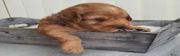Australian Labradoodle dogs for sale: Health tested Australian Double Doodle  in Lancaster - Advert 6