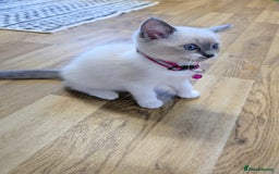 Ragamese cats for sale: 🐾💎Ragdoll X Siamese (Ragamese) Kittens💎🐾 - Image 17