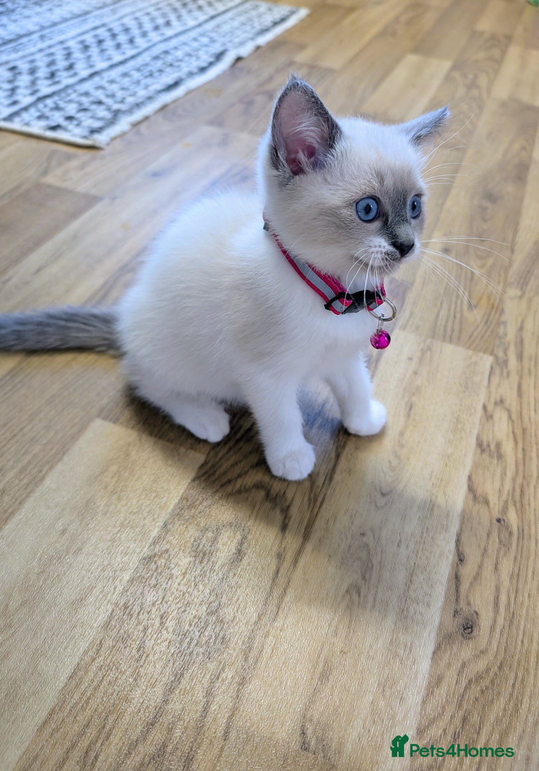 Ragamese cats for sale: 🐾💎Ragdoll X Siamese (Ragamese) Kittens💎🐾 - Image 17