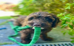 Cockapoo dogs for sale: Lovely girl needing home  - Image 3