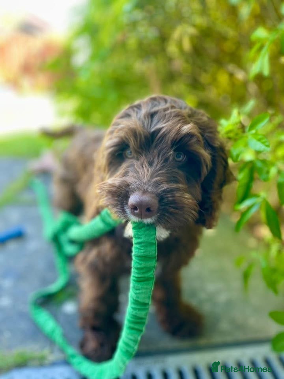 Cockapoo dogs for sale: Lovely girl needing home  - Image 3
