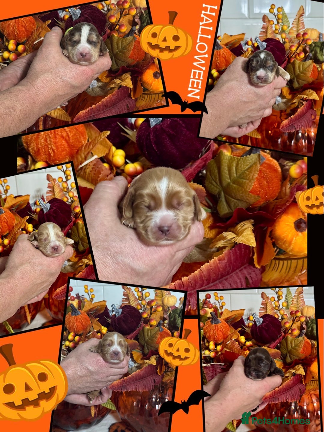 Cocker Spaniel dogs for sale: 6 kc reg cocker spaniel puppies fully dna tested  - Image 8