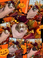 Cocker Spaniel dogs - Advert 1