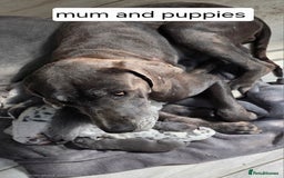 Great Dane dogs for sale: Great dane puppies  - Image 6