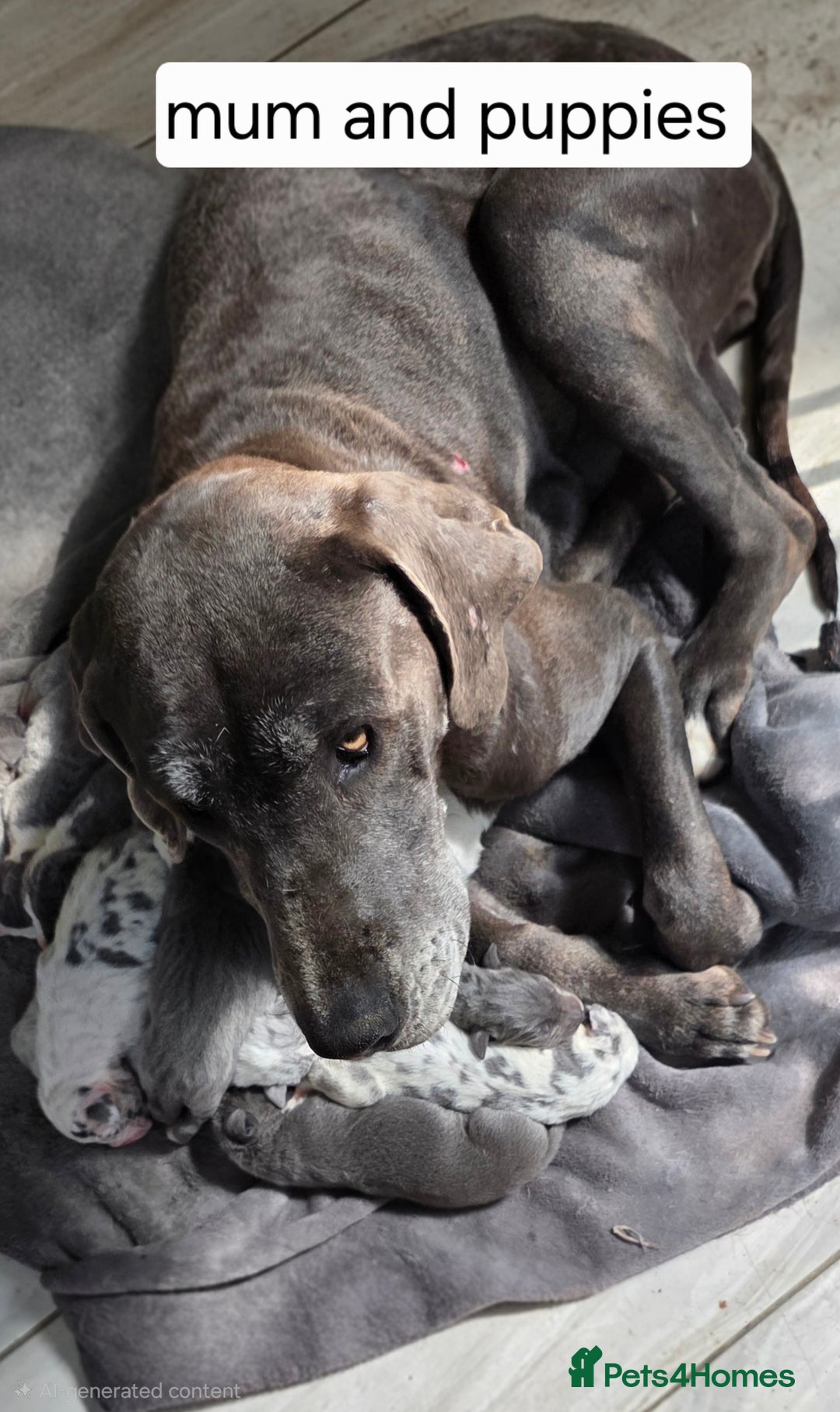 Great Dane dogs for sale: Great dane puppies  - Image 6