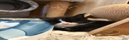 Maine Coon cats for sale: Beautiful Maine Coon kittens - Advert 4