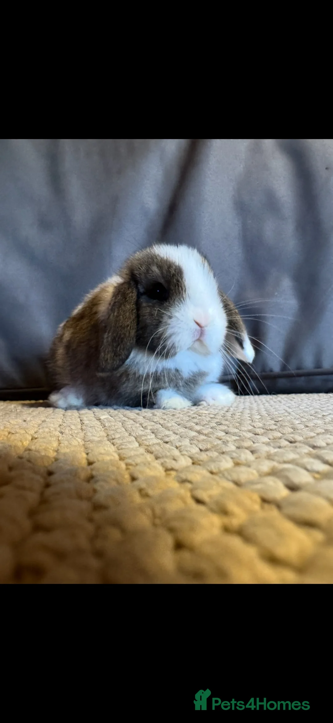 Mini Lop rabbits for sale: Mini lops ready to go  - Advert 4