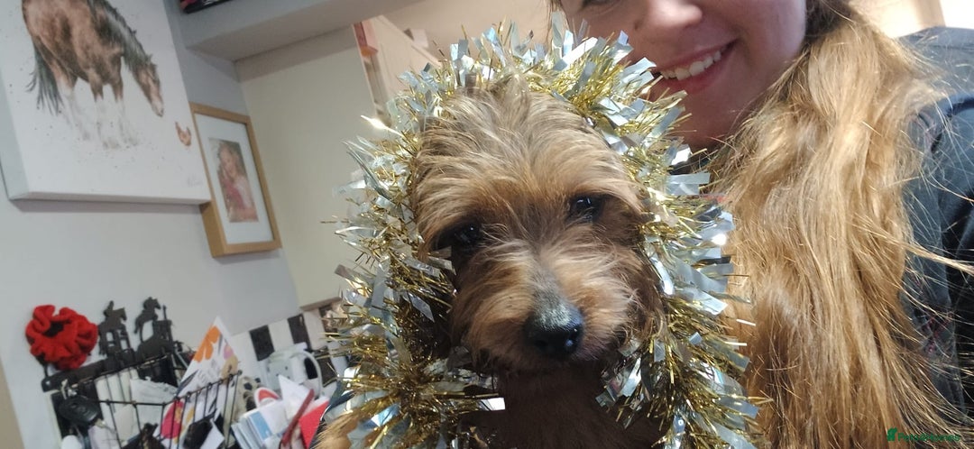Norfolk Terrier dogs for sale: Stunning kc reg norfolk terrier boys  - Advert 12