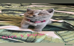 British Shorthair cats for sale: 5 gorgeous British shorthair kittens ! - Image 4