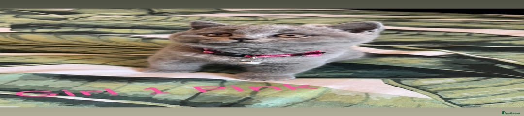 British Shorthair Kitten 5