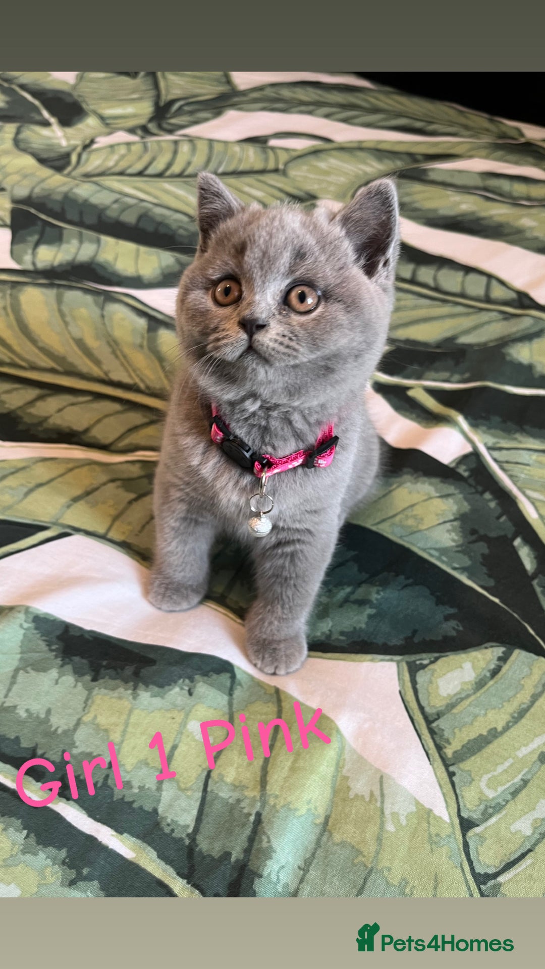British Shorthair cats for sale: 5 gorgeous British shorthair kittens ! - Image 4