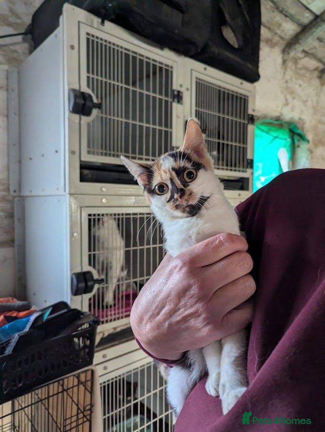 Mixed Breed cats for adoption: Melon for adoption - Advert 4