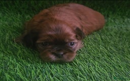 Shih Tzu dogs for sale: Imperial Shih tzu Puppies - Image 15