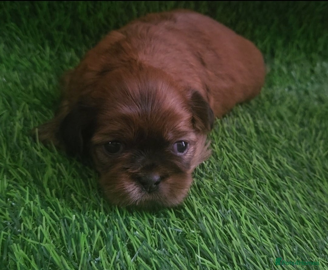 Shih Tzu dogs for sale: Imperial Shih tzu Puppies - Image 15