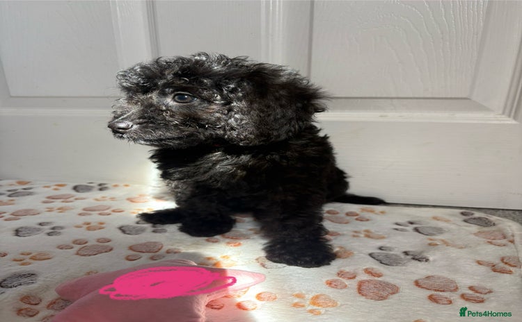 Cavapoo dogs - Advert 1