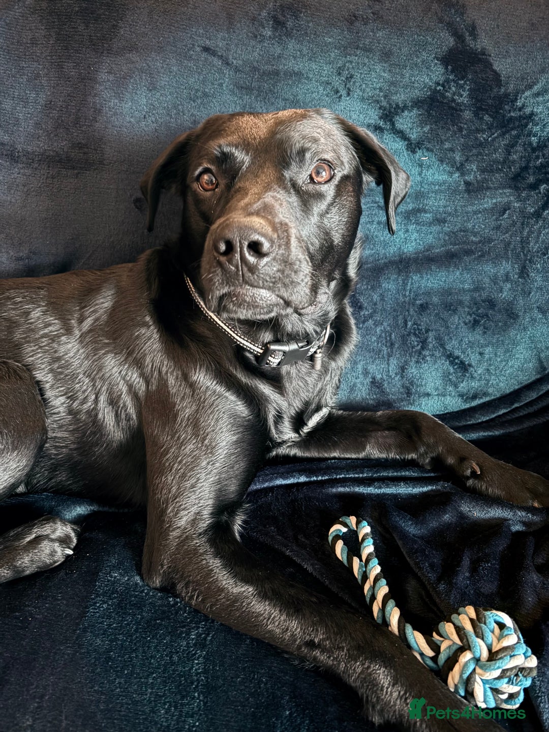 Labrador Retriever dogs for sale: Loving Labrador x  - Advert 2