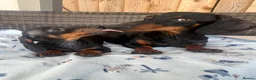 Dachshund dogs for sale: Dachshund  - Advert 6