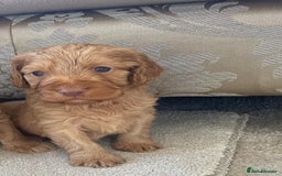 Cockapoo dogs for sale: F1 cockapoo puppies - Image 1