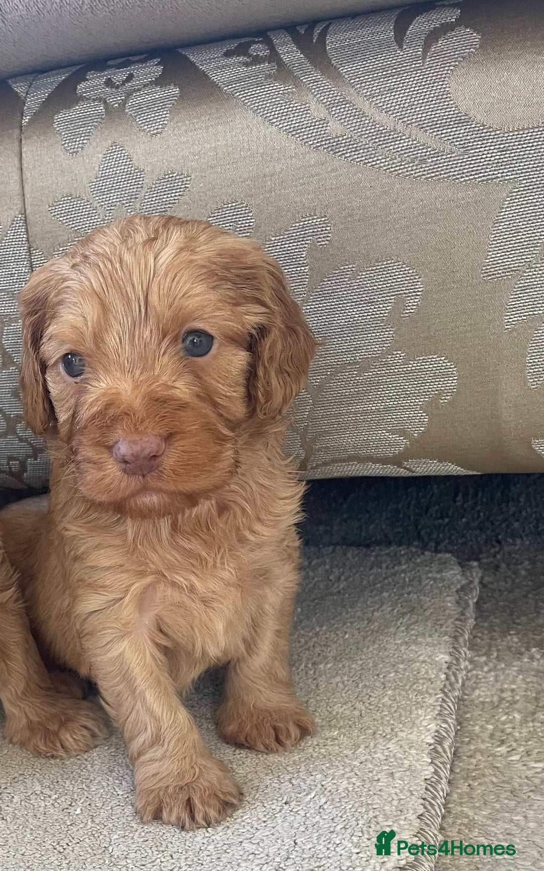 Cockapoo dogs for sale: F1 cockapoo puppies - Image 1