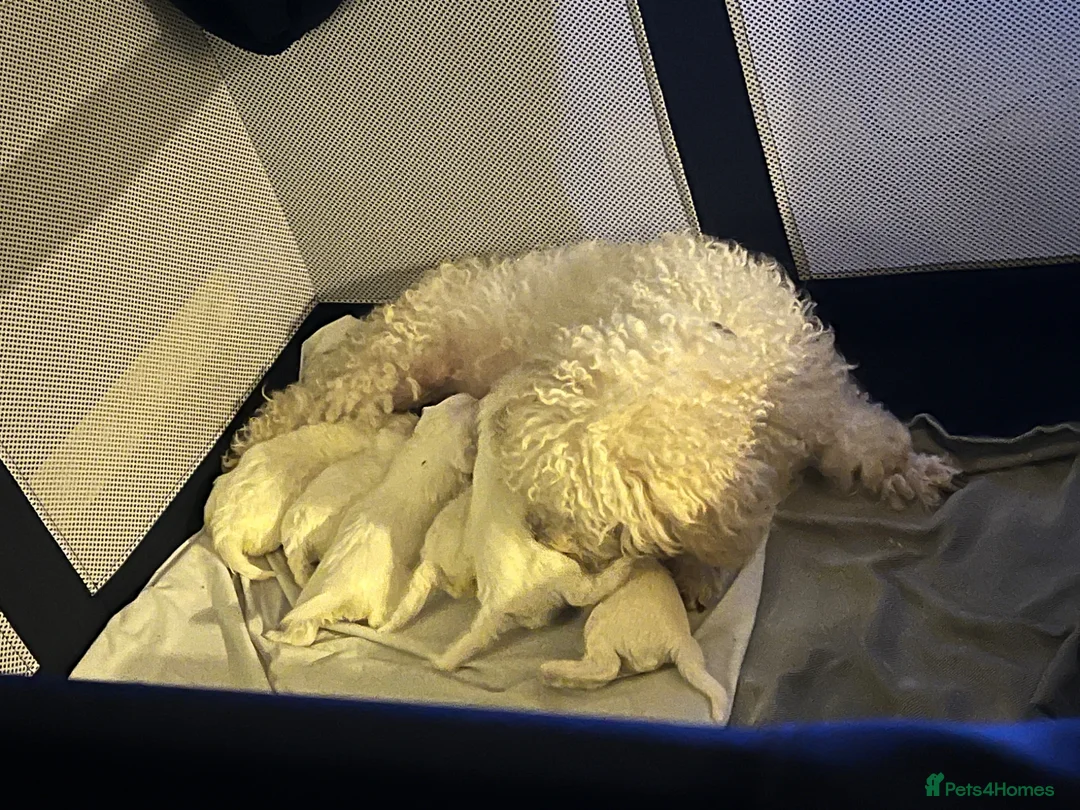 Mixed Breed dogs for sale: Puppies - Advert 2