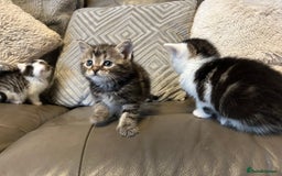 Mixed Breed cats for sale: 4 beautiful female kittens  - Advert 4