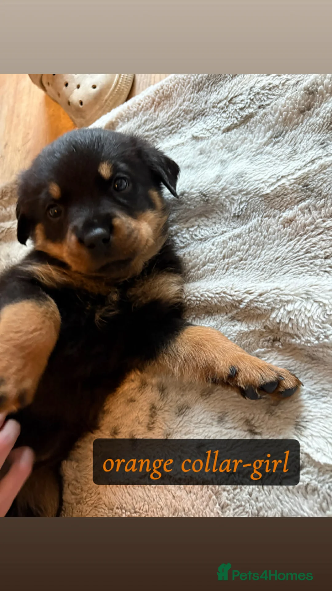 Rottweiler dogs for sale: Rottweiler Puppies  - Advert 12