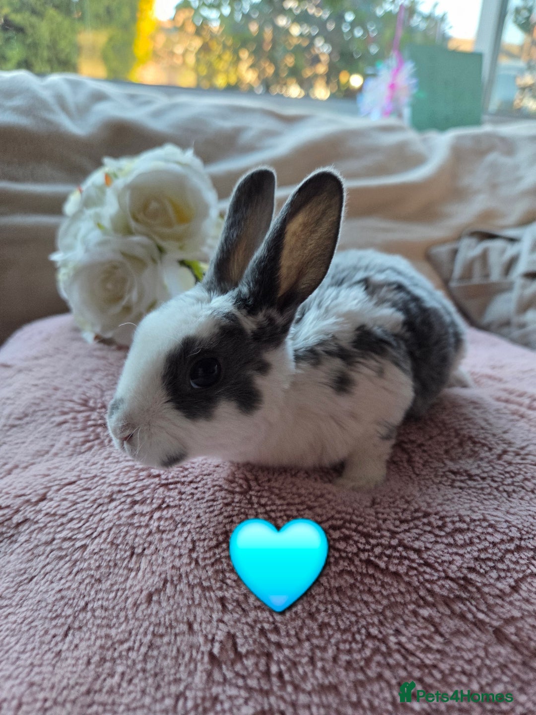 Rex rabbits for sale: 🐰🐰Beautiful baby mini rex 🐰🐰 - Advert 21