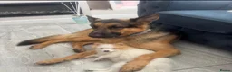German Shepherd dogs for stud: Kc reg German Shepherd for stud   - Advert 6