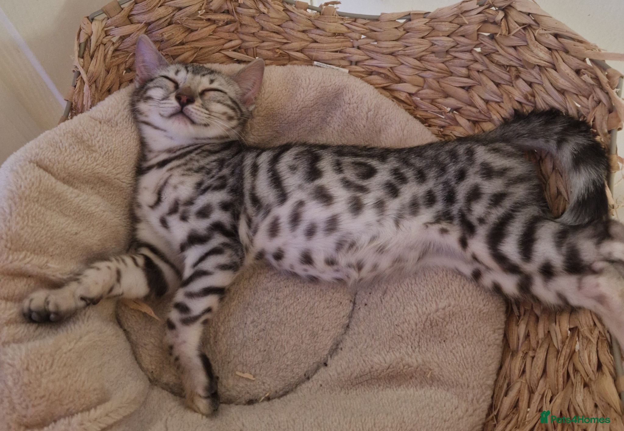 Bengal cats Rare Bengal kittens  - Advert 2