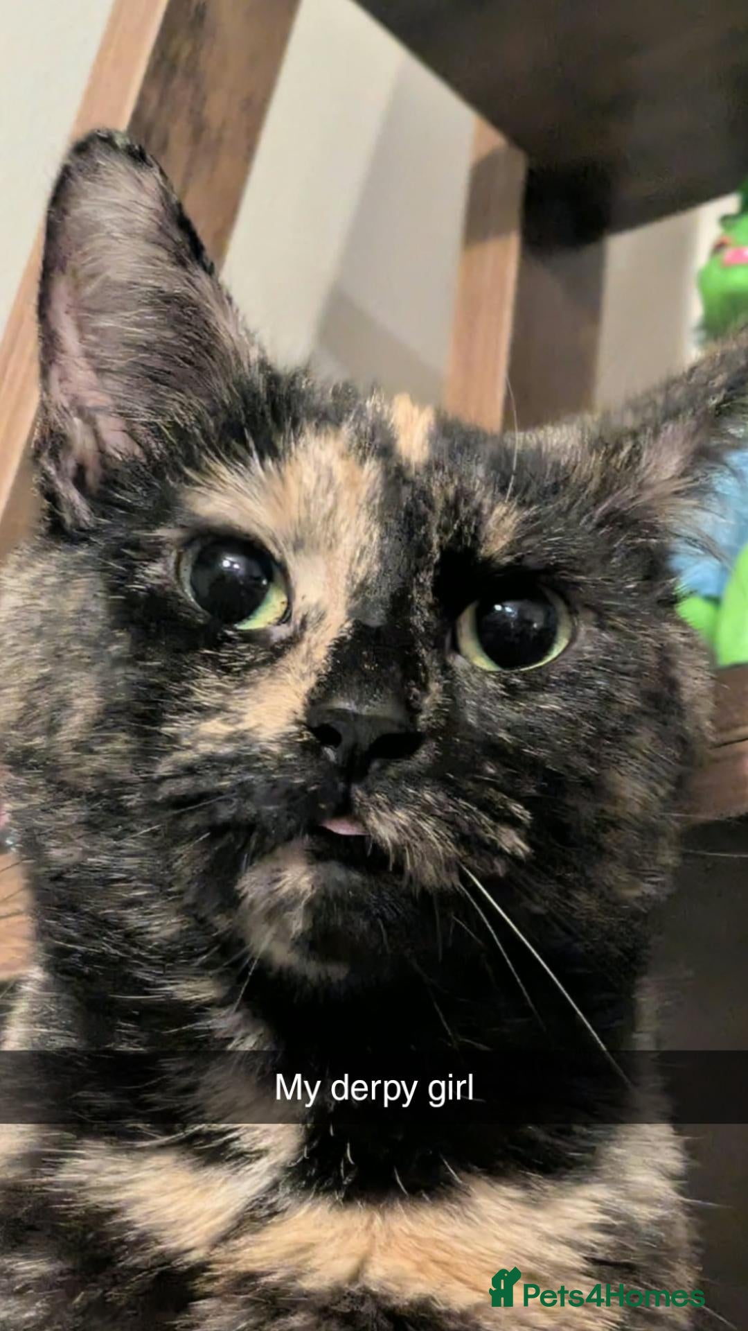 Mixed Breed cats for sale: Jinxy - **  - Advert 17
