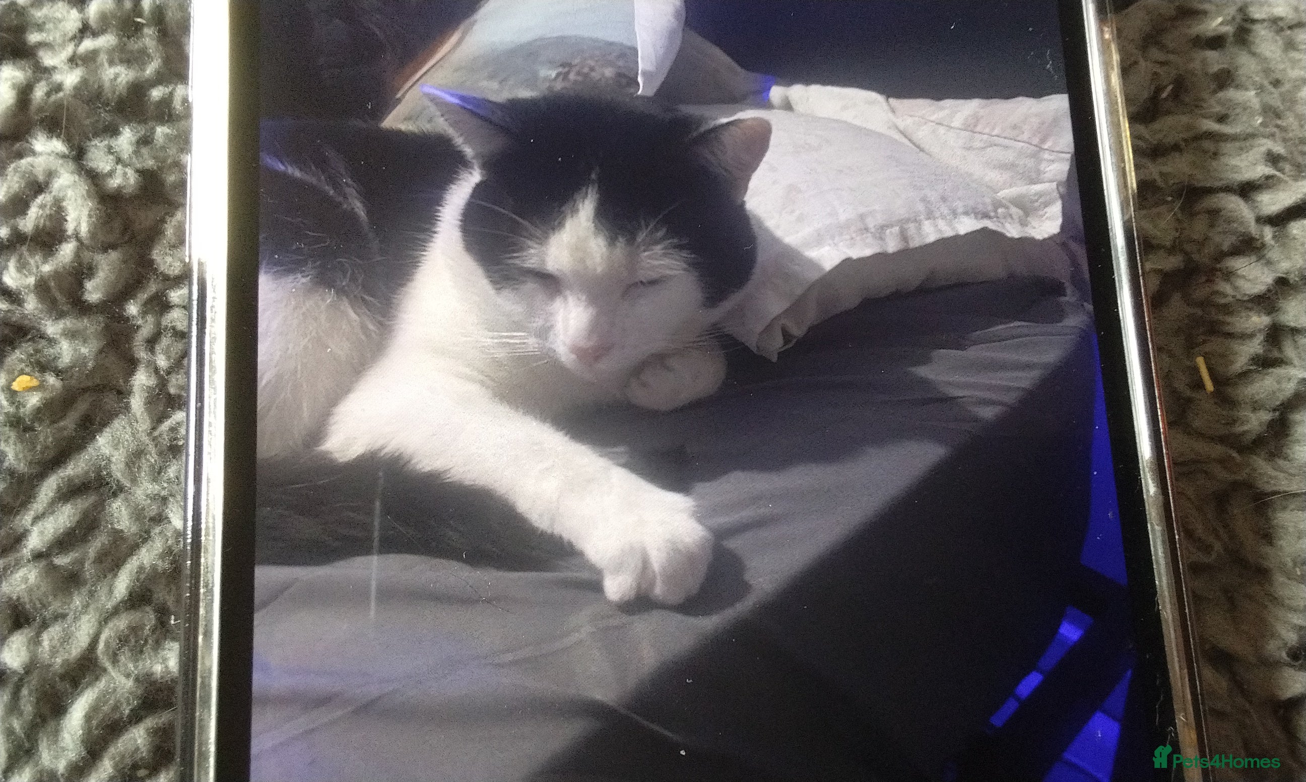 Domestic Shorthair cats Tigger - Advert 3