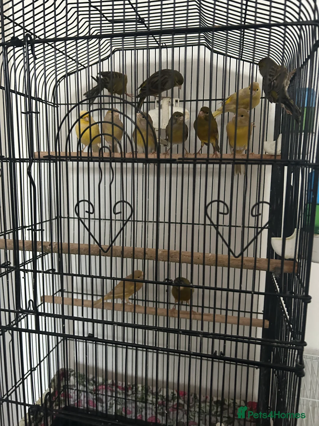 Canaries birds for sale: Canaries mixed colour  - Advert 2