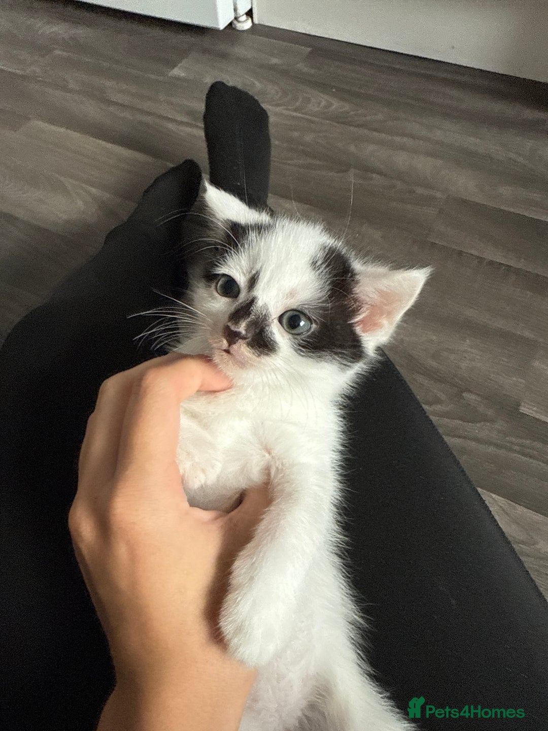 British Shorthair cats for sale: 4 Kittens for sale - Image 28