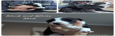 Border Collie male Puppy 3