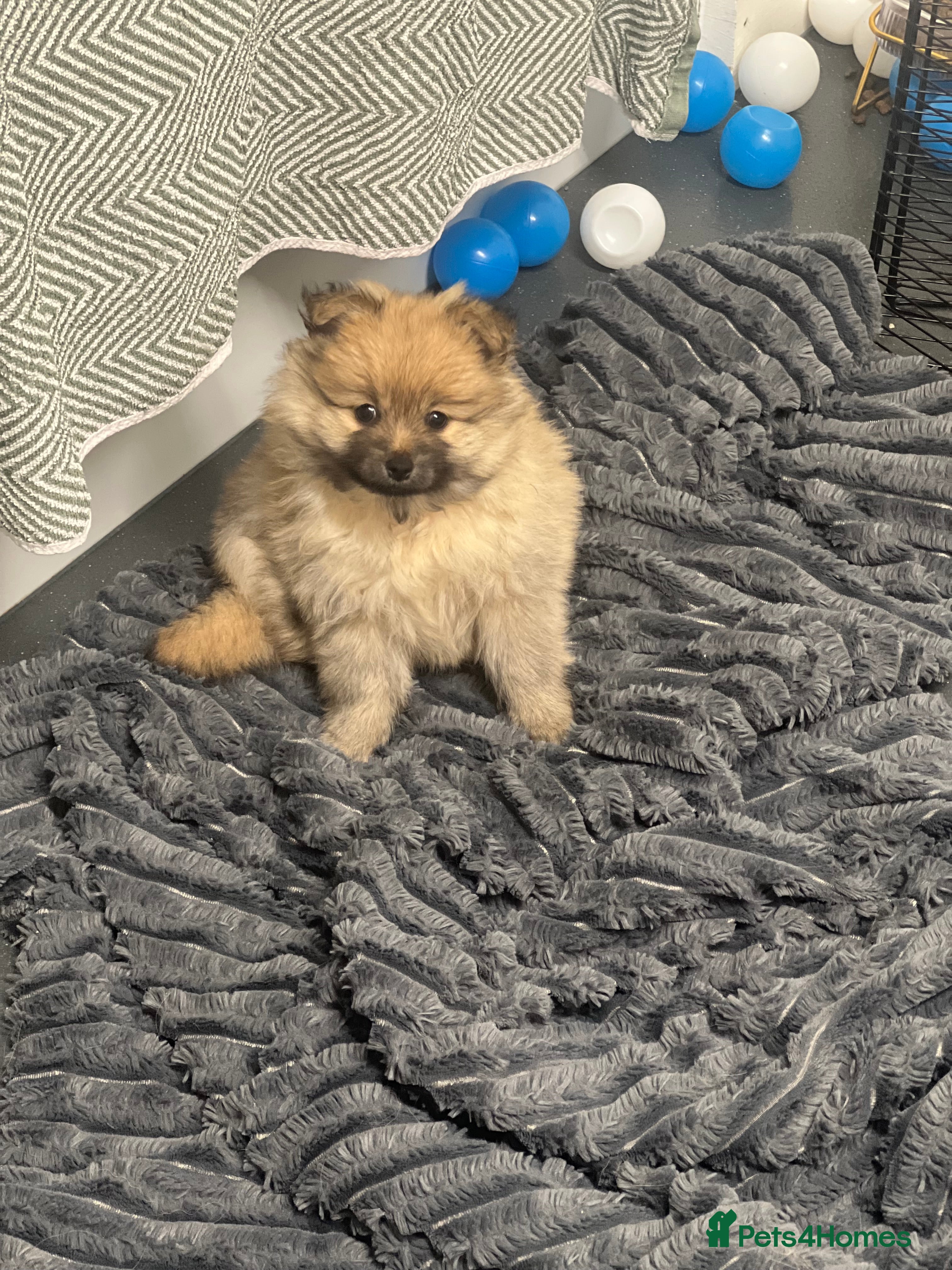 Pomeranian dogs READY NOW Pomeranian Puppies - Advert 1