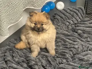Pomeranian dogs READY NOW Pomeranian Puppies - Advert 1