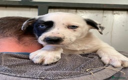 Border Collie dogs for sale: Border colliers are waiting for there new home - Image 3