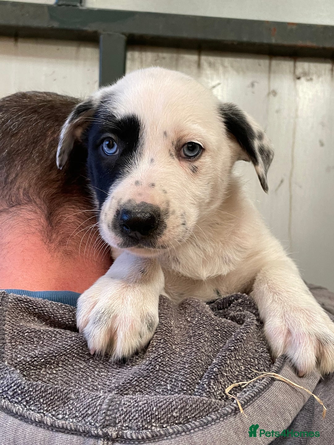 Border Collie dogs for sale: Border colliers are waiting for there new home - Image 3